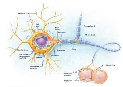 Labeled diagram of a neuron showing dendrites, cell body, axon, and myelin sheath