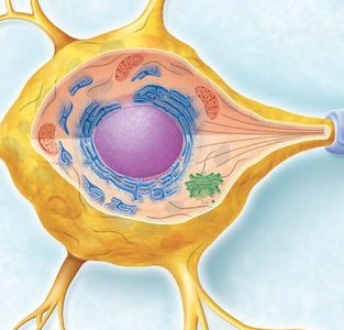 Close-up of neuron cell body showing organelles