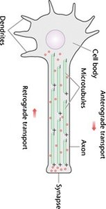 Diagram showing anterograde and retrograde axonal transport