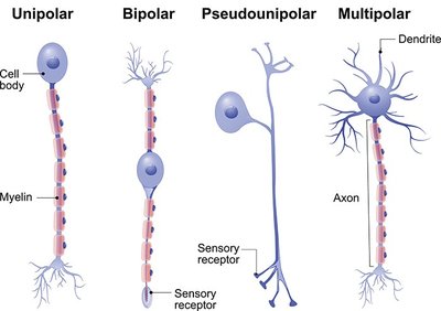 Diagram showing unipolar, bipolar, pseudounipolar, and multipolar neurons