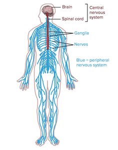 Diagram showing CNS and PNS in the human body