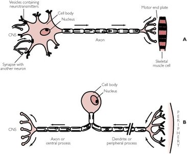 Diagram showing neuron groupings: nuclei, ganglia, tracts, and nerves
