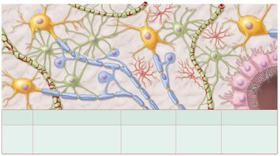 Diagram of CNS neuroglia types and their functions