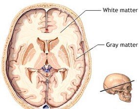 Brain cross-section showing white and gray matter