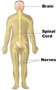 Human body diagram showing brain, spinal cord, and nerves