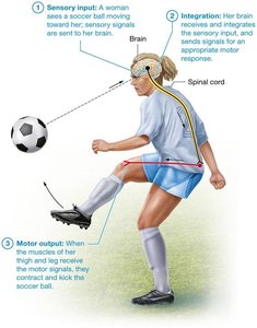 Diagram showing sensory input, integration, and motor output in a soccer player