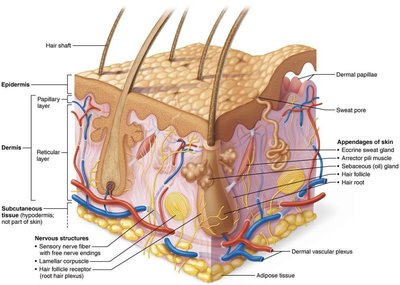 Integument Def Anatomy & Physiology Integumentary System Study Guide | Notes