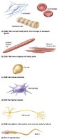 Variety of cell types in the human body
