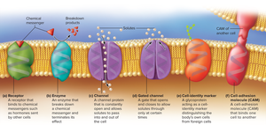 Membrane protein types and functions