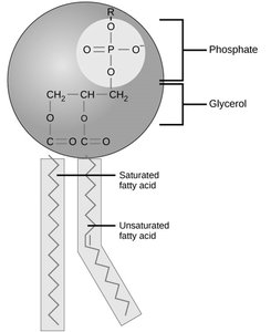 Structure of a phospholipid molecule