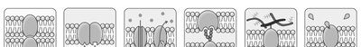 Functions of membrane proteins