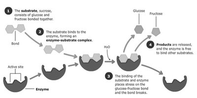 Enzyme-substrate complex formation and catalysis
