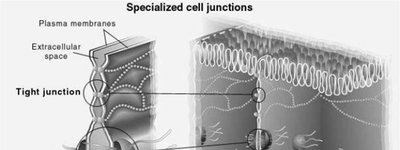 Diagram of tight junctions, desmosomes, and gap junctions