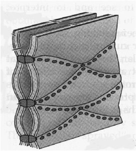 Structure of tight junctions between cells