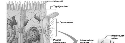 Structure of desmosomes