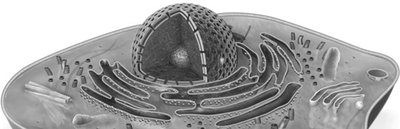 Diagram of a cell membrane separating intracellular and extracellular fluids