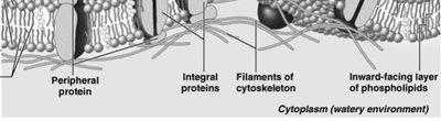 Close-up of membrane proteins and phospholipids