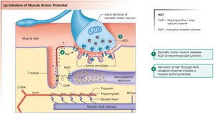 Initiation of Muscle Action Potential at the NMJ
