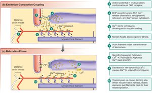 Excitation-Contraction Coupling and Relaxation Phases