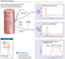 Timing of Excitation-Contraction Coupling
