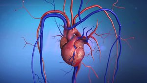 Anatomical illustration of the heart and major blood vessels