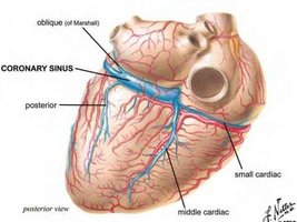 Diagram showing the coronary sinus entering the right atrium