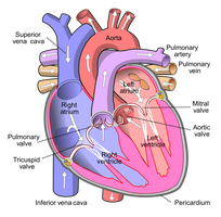 Diagram showing the pulmonary trunk and arteries