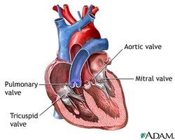 Diagram showing the internal structure of the heart and valves