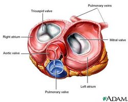 Diagram showing the left atrium and mitral valve