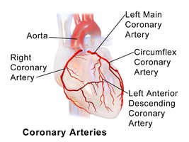 Diagram of coronary arteries