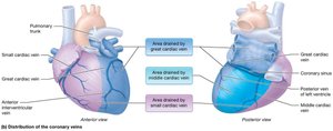 Diagram showing the distribution of coronary veins