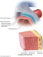 Diagram showing the three layers of the heart wall