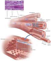 Diagram of cardiac muscle fibers and intercalated discs