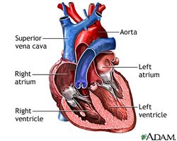 Diagram of heart chambers: right atrium, left atrium, right ventricle, left ventricle
