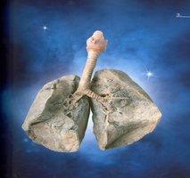 Anatomical model of the lungs and trachea