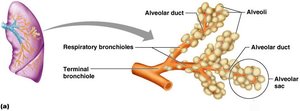 Respiratory bronchioles and alveolar ducts
