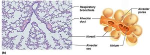 Alveolar sacs and microscopic structure