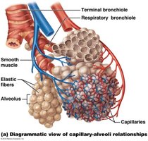 Capillary-alveoli relationships