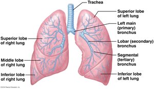 Lobes and bronchi of the lungs