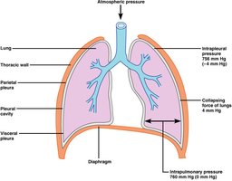 Pressure relationships in the thoracic cavity