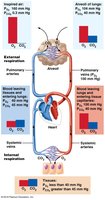 Partial pressure gradients in the body