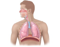 Diagram of the respiratory system in the human body