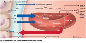 CO2 transport and exchange in tissues