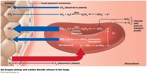 CO2 transport and exchange in lungs