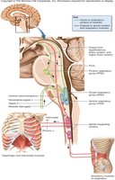 Control of respiration by the medulla oblongata