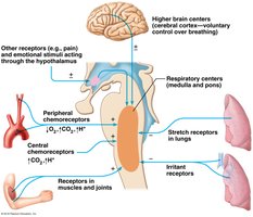 Neural and chemical control of respiration