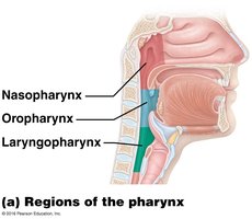 Regions of the pharynx: nasopharynx, oropharynx, laryngopharynx