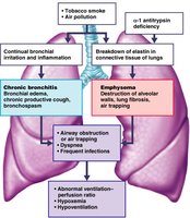 Pathogenesis of COPD