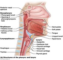 Structures of the pharynx and larynx