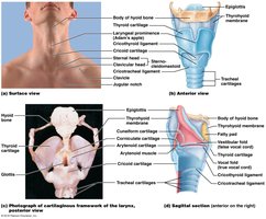 Framework of the larynx